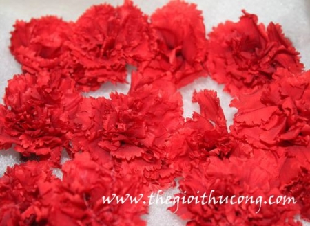 Hoa cẩm chướng sấy khô, hoa ép